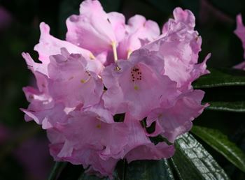 R.argyrophyllum "Chinese Silver"