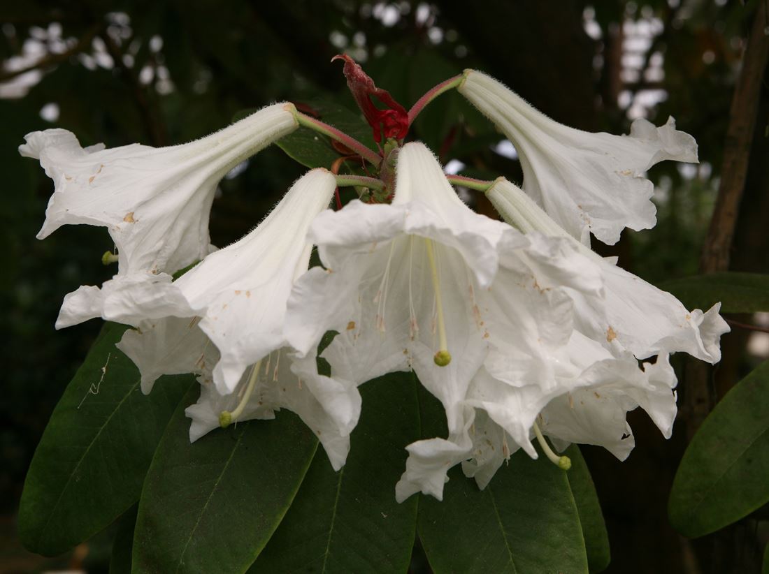 rhododendron cunningham white Catawba Cunningham's White Rhododendron