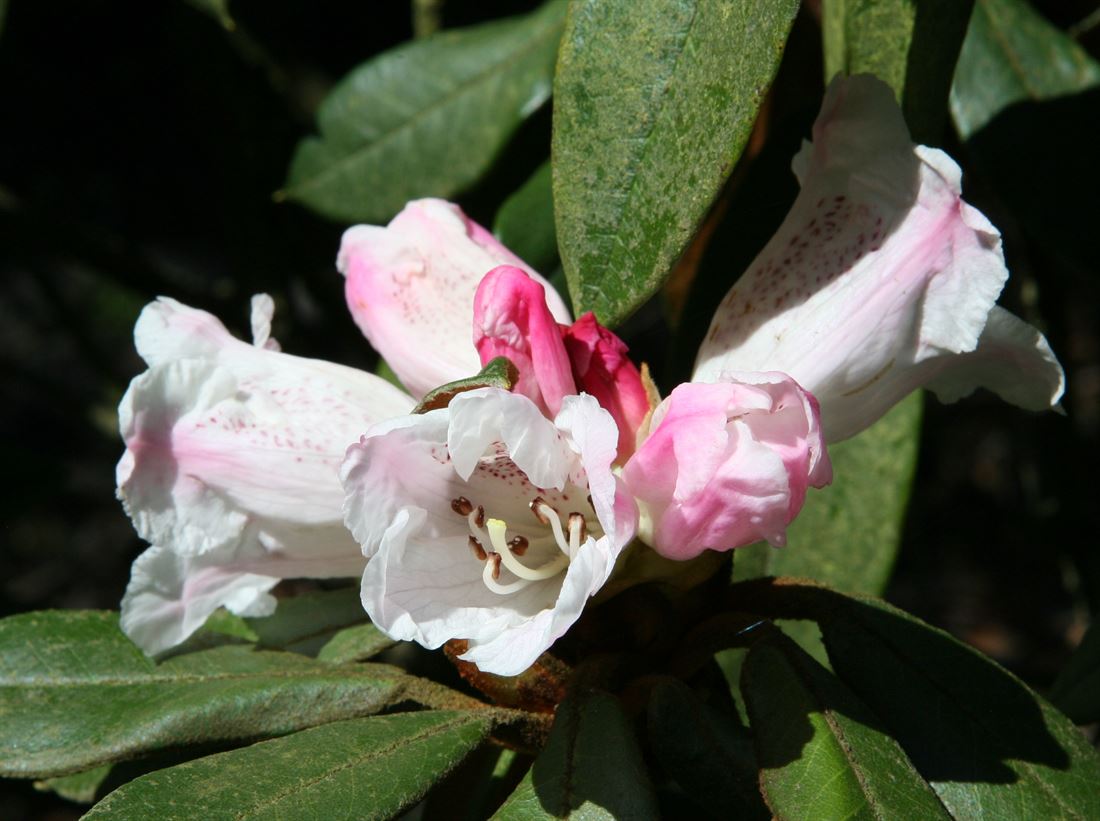 Burea Rhododendron R.bureavii - Benmore