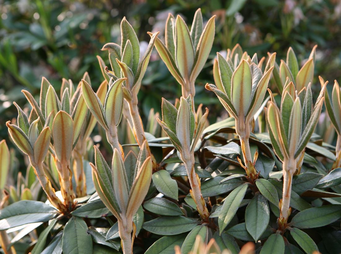 Burea Rhododendron R.bureavii