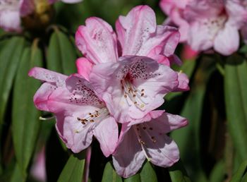 R.campanulatum var.