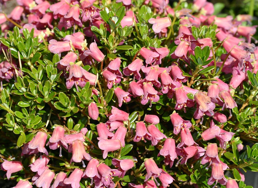 smaragd thuja günstig kaufen Thuja occidentalis 'Smaragd' – The Garden Corner