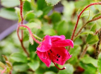 R.camtchaticum  - rød