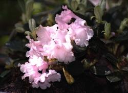 R.cephalanthum var.crebreflorum Weeks form