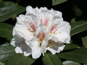 R.roxieanum "Easter Island"
