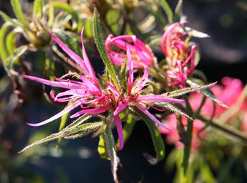 R.linearifolium