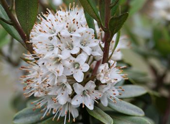 R.micranthum