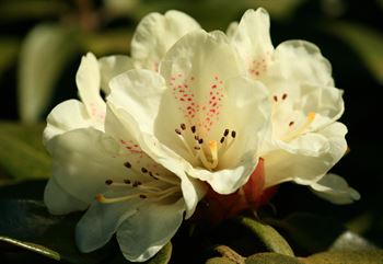 R.lucifeum syn poluninii aff.