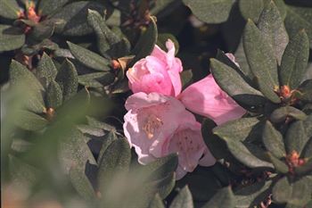 R.pseudochrysanthum - Ben Nelson