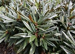 R.roxieanum var oreonastes