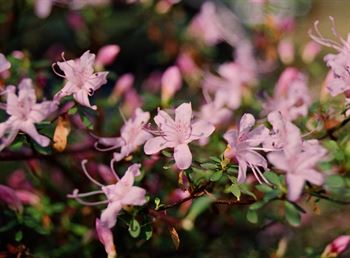 R.serpyllifolium