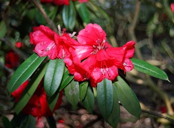 R.strigillosum 