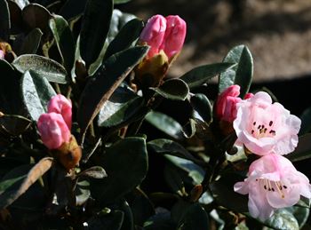R.tsariense Ascravie