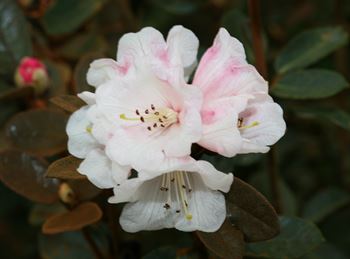 R.tsariense "Yum- Yum"