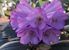 R.campanulatum var. aeruginosum 'Blauschimmer'