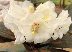 R.eximum GP14