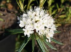 R.tomentosum var. tomentosum