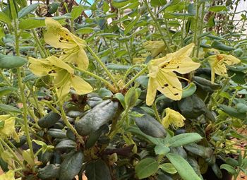 R.lepidostylum