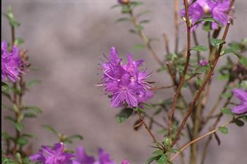 R.stictophyllum R.24385