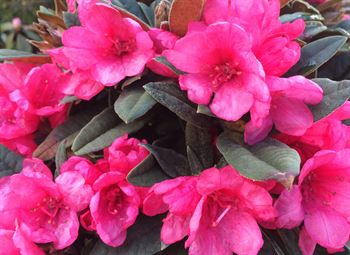 R.Titian Beauty x R.roxieanum 