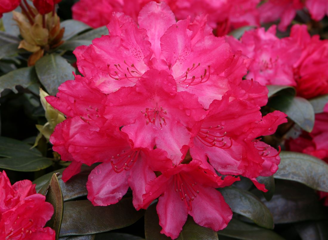 rhododendron p.j.m Rhododendron 'P.J.M.' #2 at SPROUT HOME