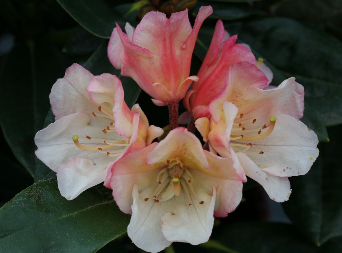 rhododendron snow lady Snow Lady main image 0