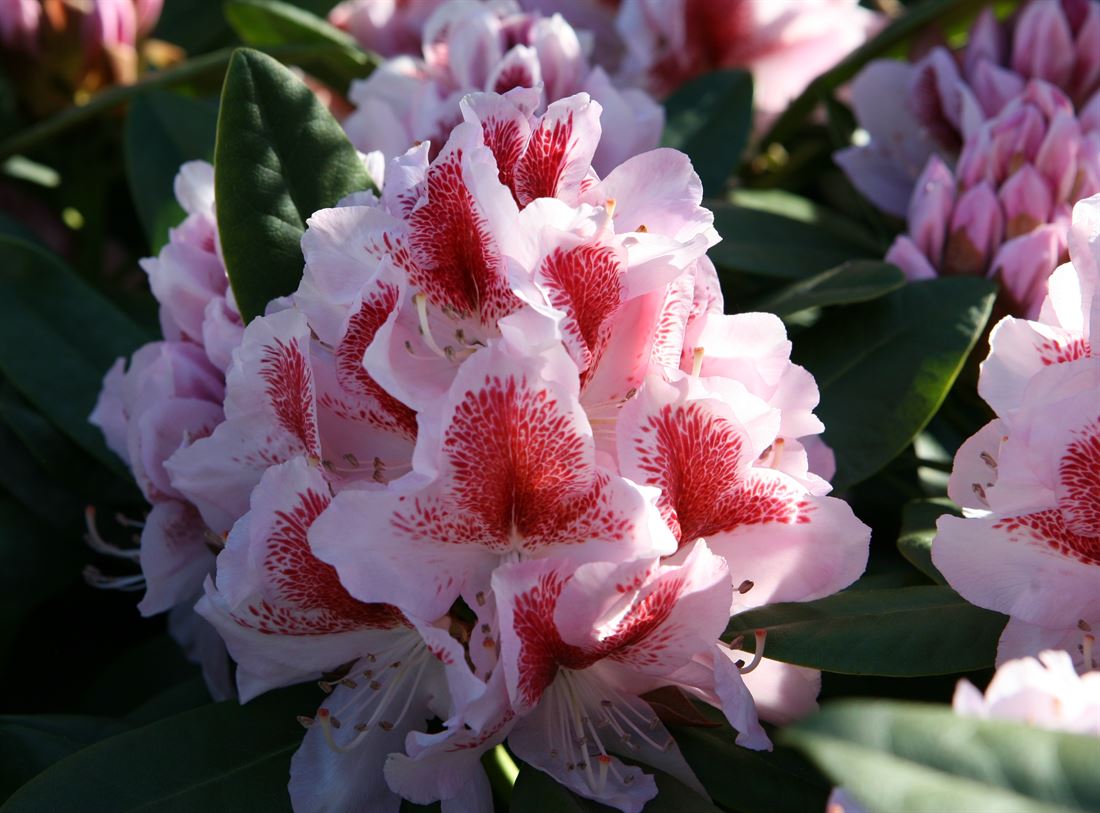 robert seleger rhododendron Rhododendron 'Robert Seleger'