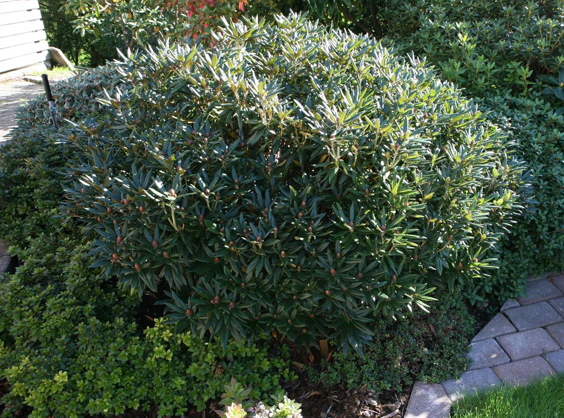 südam stechpalme Stechpalme - Ilex aquifolium main image 0