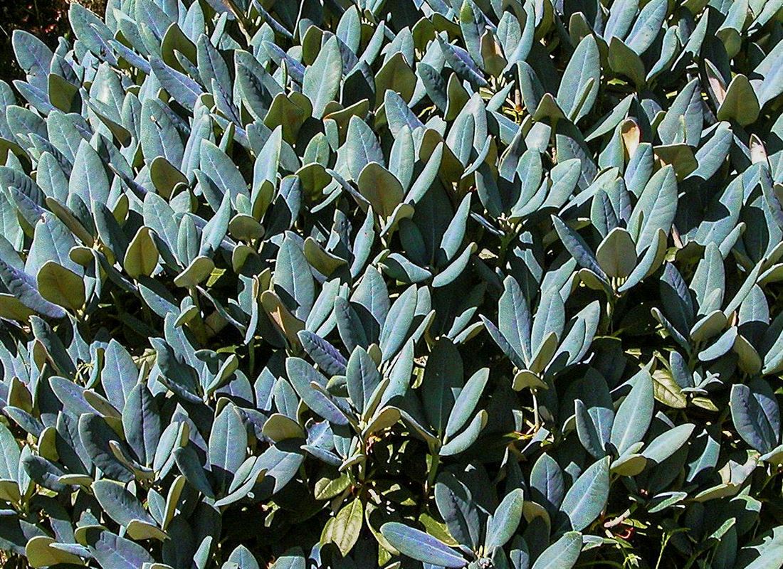 wurzeln thuja smaragd Lebensbaum Thuja occidentalis Smaragd 200-220 cm Höhe Ballenware