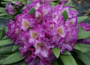 R.Bohlkens Lupinenberg