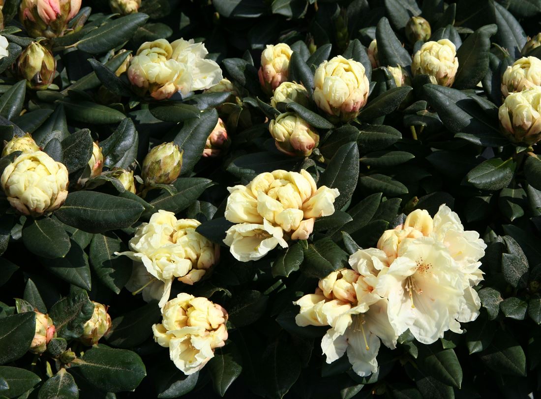 R.Centennial Gold