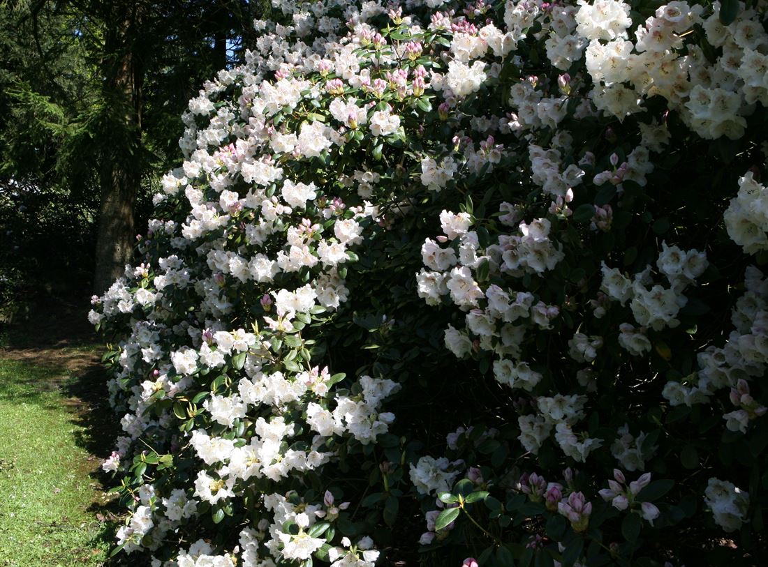 R.Gartendirektor Rieger