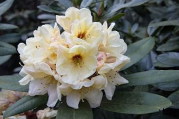 R.Golden Melodie