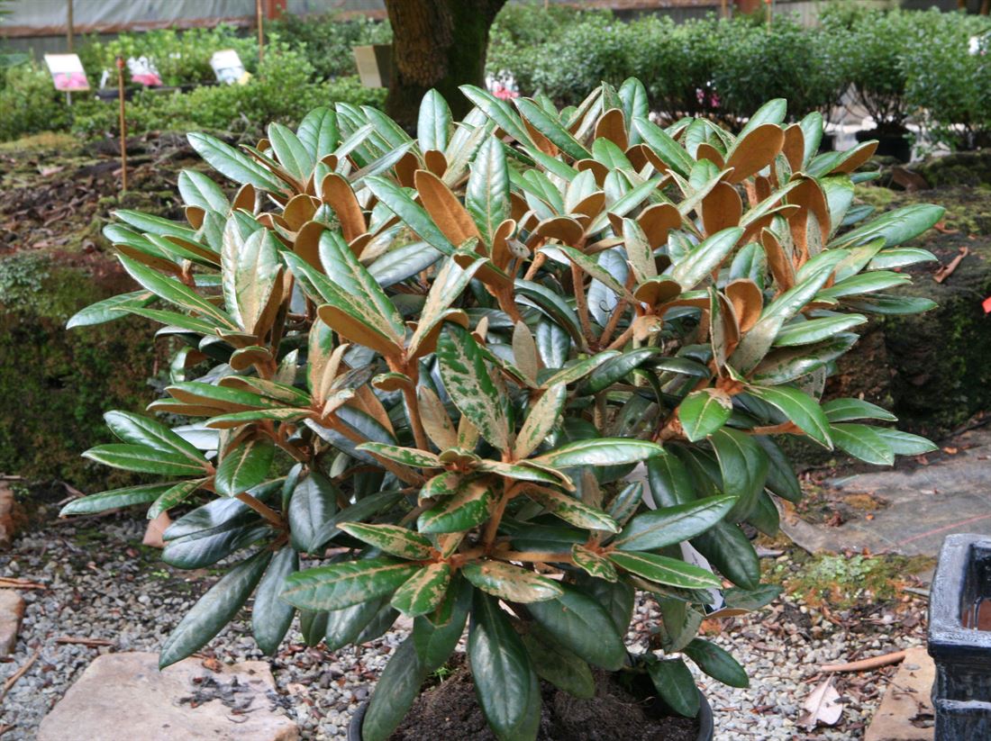 R.Hydon Velvet