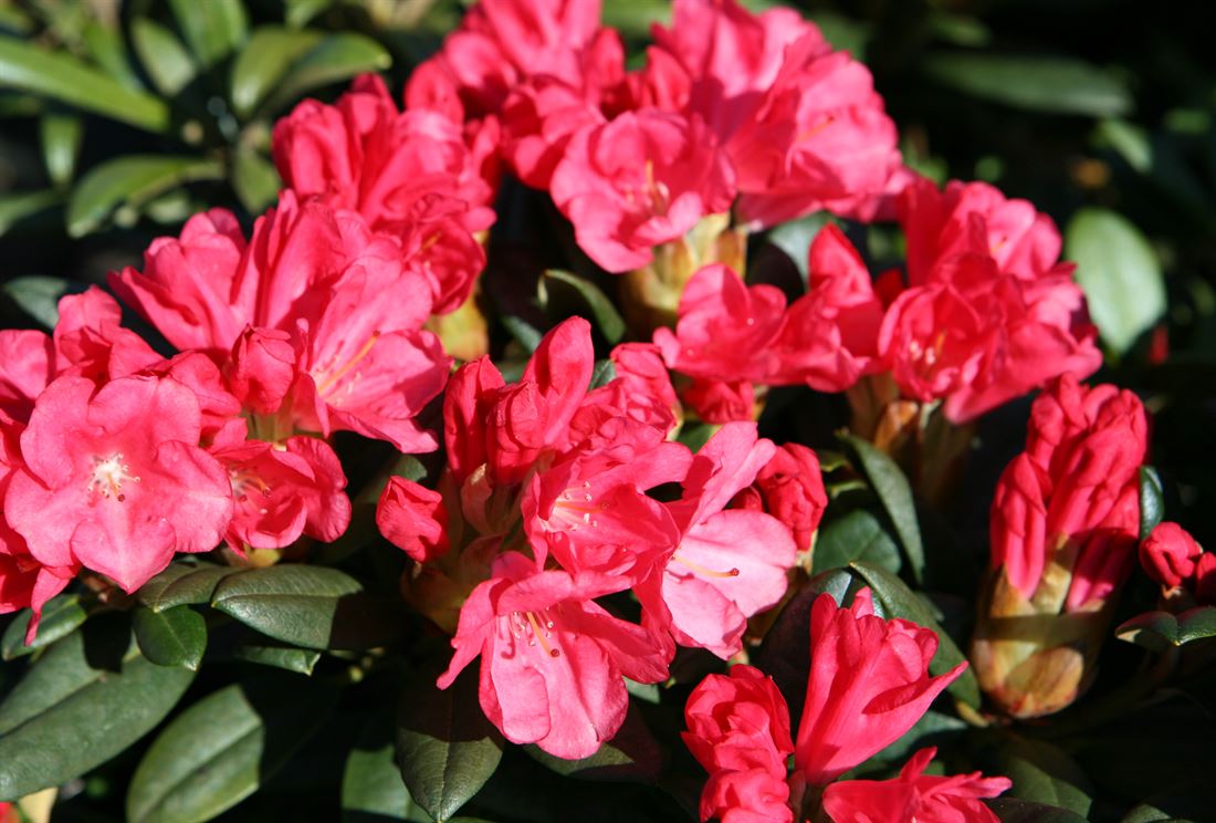podocarpus macrophyllus 'maki Podocarpus 'Maki' – Pooler Plant Pick-Up Station main image 0