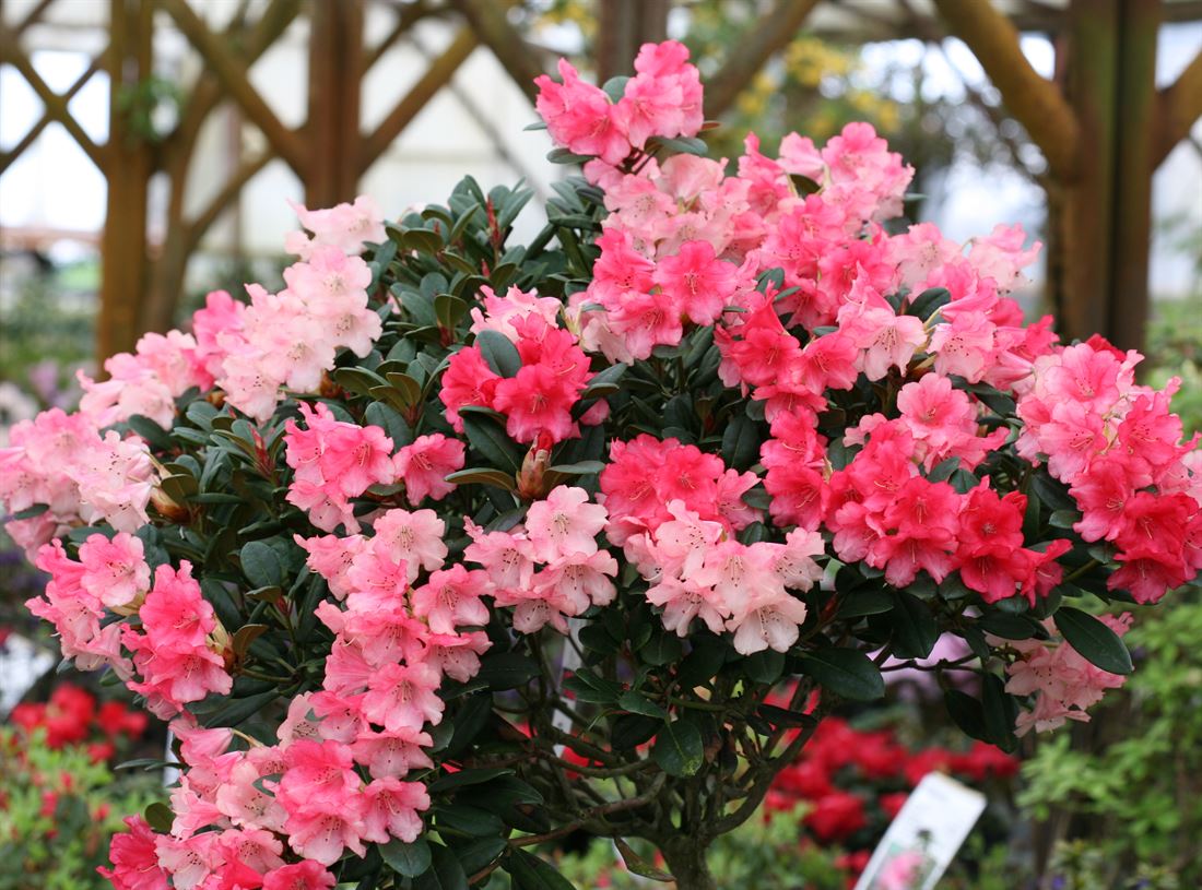 topfpflanze pinke blte Kalanchoe Rosa