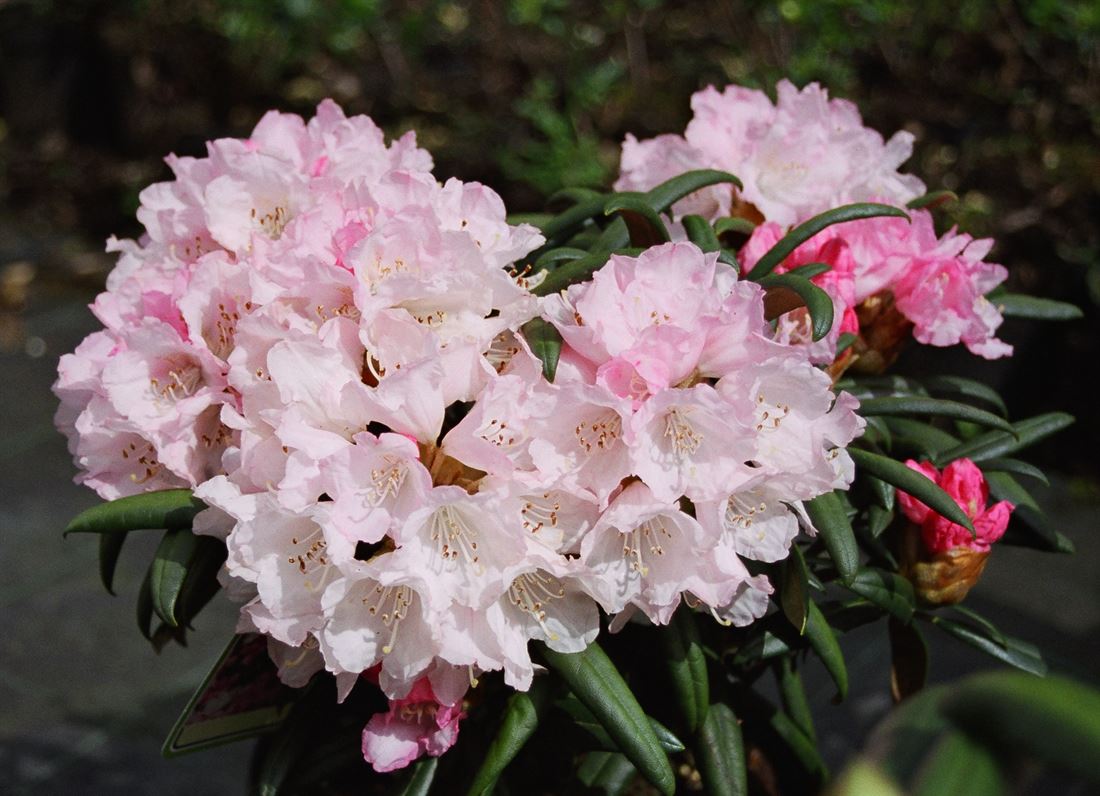 compo rhododendron dünger COMPO BIO Rhododendron- und Hortensien Langzeit-Dünger mit Schafwolle  kaufen main image 1