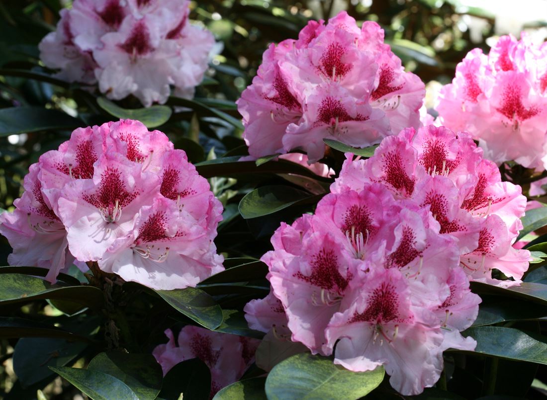 R.Nicoletta