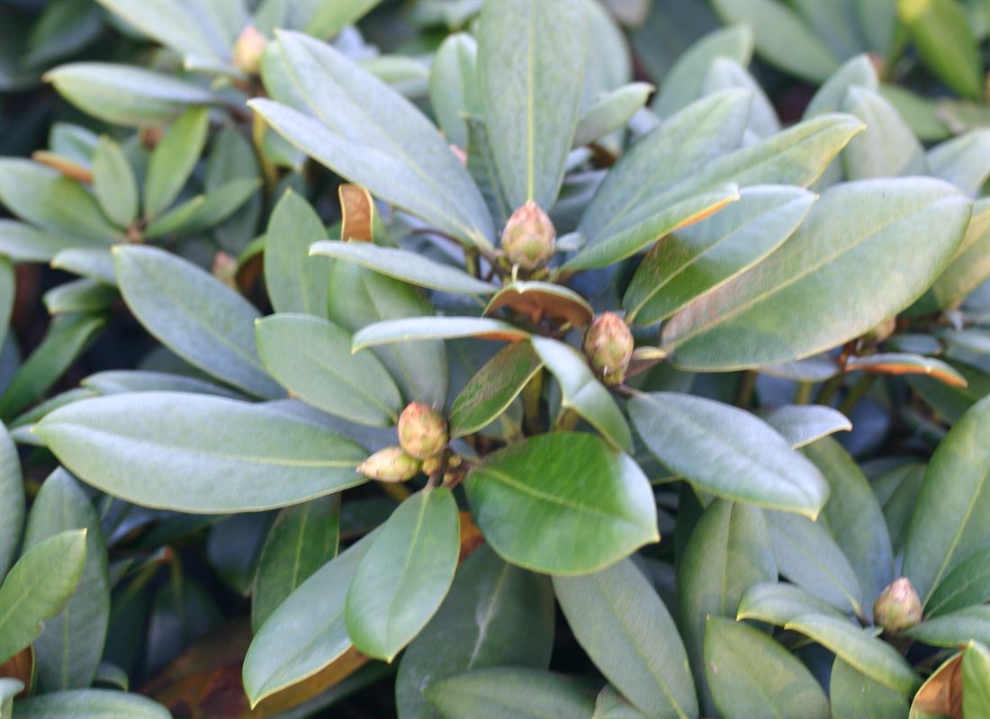 R.Nicoletta