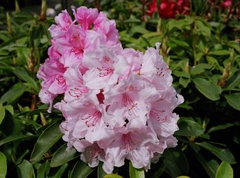 R.Pink Pearl