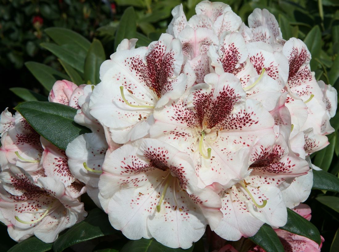 rhododendron wachstum beschleunigen Früh-Rhododendron - Rhododendron praecox main image 1