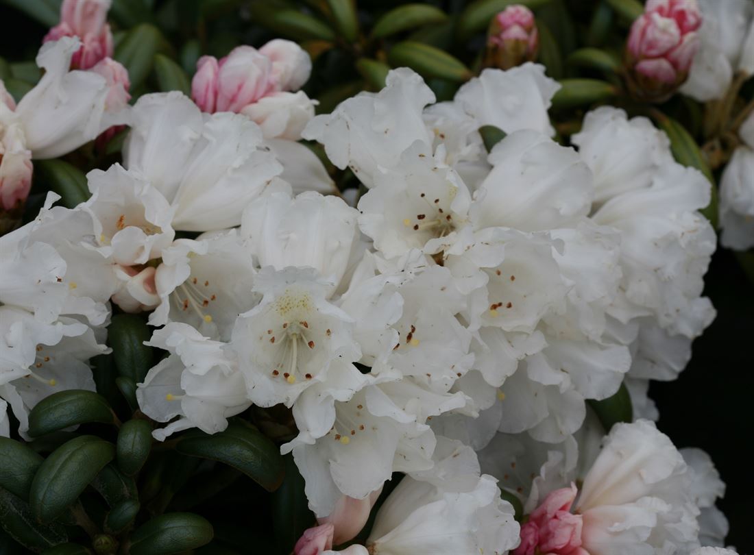 rhododendron 'nova zembla wuchshöhe Rhododendron Nova Zembla | 60-80 cm im Topf main image 0