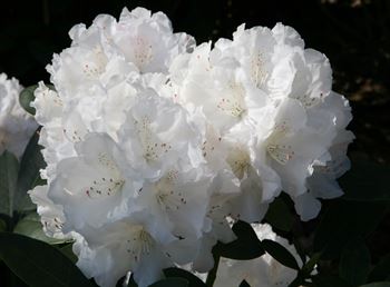 R.Schneekrone - opstammet