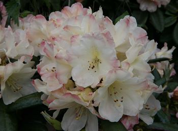 R.yakushimanum "Stern of Japan"