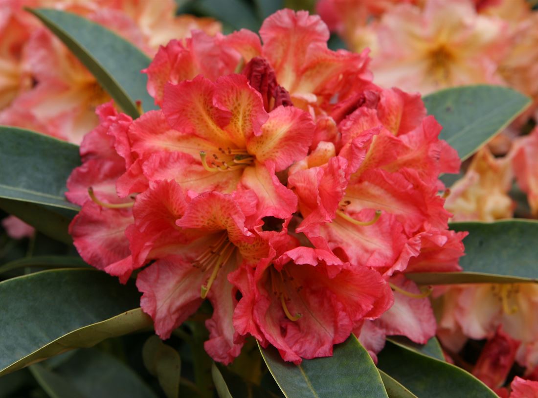 rhododendron bush Cunningham's White Rhododendron | 2XL SHRUB | 30-36 in. wide, 24-30 in. tall | Ships in