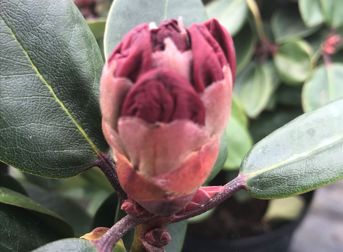 R.Tromba