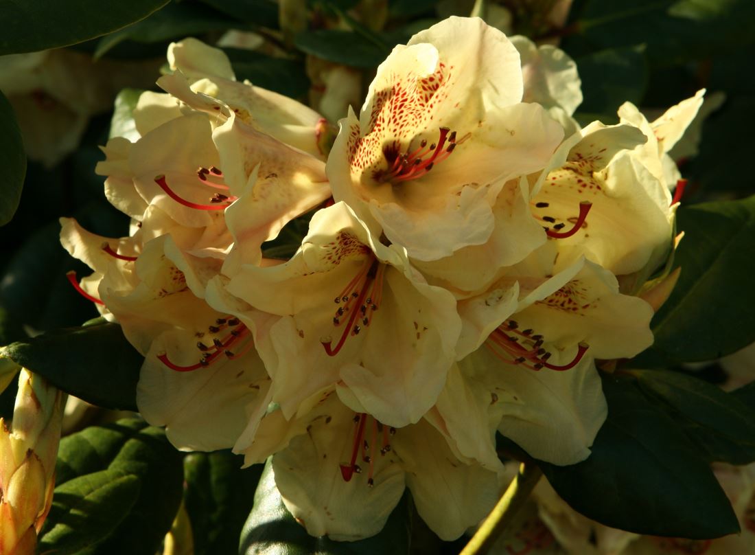 rhododendron schmal hoch Früh-Rhododendron - Rhododendron praecox