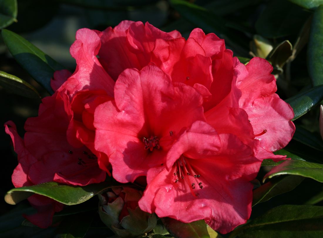 rhododendron dufthecke rosa Jetzt Rhododendron INKARHO  Dufthecke wei online kaufen bei Bohlken  Pflanzenversand  Bohlken Pflanzenversand GbR
