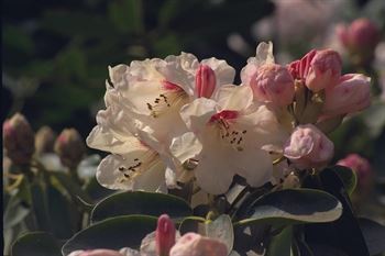 R.wardii hybrid
