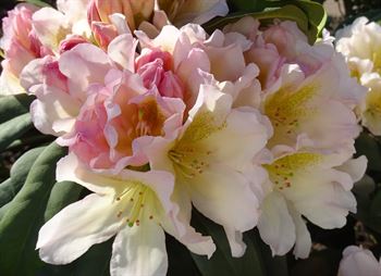 R.Chateau de Villandry